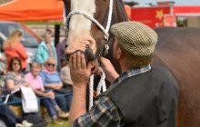 North Wales Shire Horse Society Show 2014 - inside the ring
