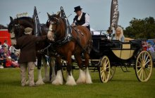 North Wales Shire Horse Society Show 2014 - inside the ring