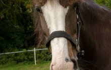 North Wales Shire Horse Society Open Day 2013 - Arfon Edwards