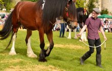 North Wales Shire Horse Show 2015