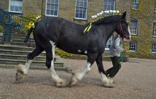 Erddig Shires - Sunday 22nd April