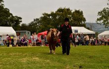 North Wales Shire Horse Show 2015