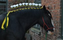 Erddig Shires - Sunday 22nd April