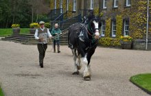 Erddig Shires - Sunday 22nd April