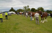 North Wales Shire Horse Society 2014 Show - Parade section
