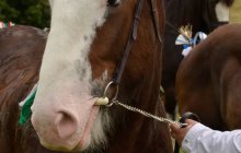 North Wales Shire Horse Society 2014 Show - Parade section
