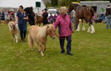 North Wales Shire Horse Society 2014 Show - Parade section