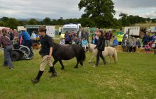 North Wales Shire Horse Society 2014 Show - Parade section