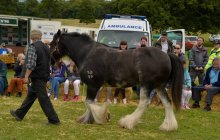 North Wales Shire Horse Society 2014 Show - Parade section