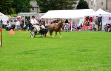 North Wales Shire Horse Society Open Day 2013 - Arfon Edwards
