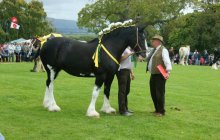 Bodelwyddan Open Day 2011