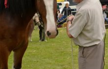 North Wales Shire Horse Society 2014 Show - Parade section