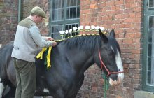 Erddig Shires - Sunday 22nd April