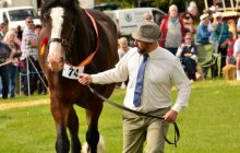North Wales Shire Horse Show 2015