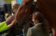 North Wales Shire Horse Society Show 2014 - inside the ring
