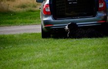 North Wales Shire Horse Society Open Day 2013 - Arfon Edwards