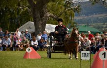 North Wales Shire Horse Society Show 2014 - inside the ring